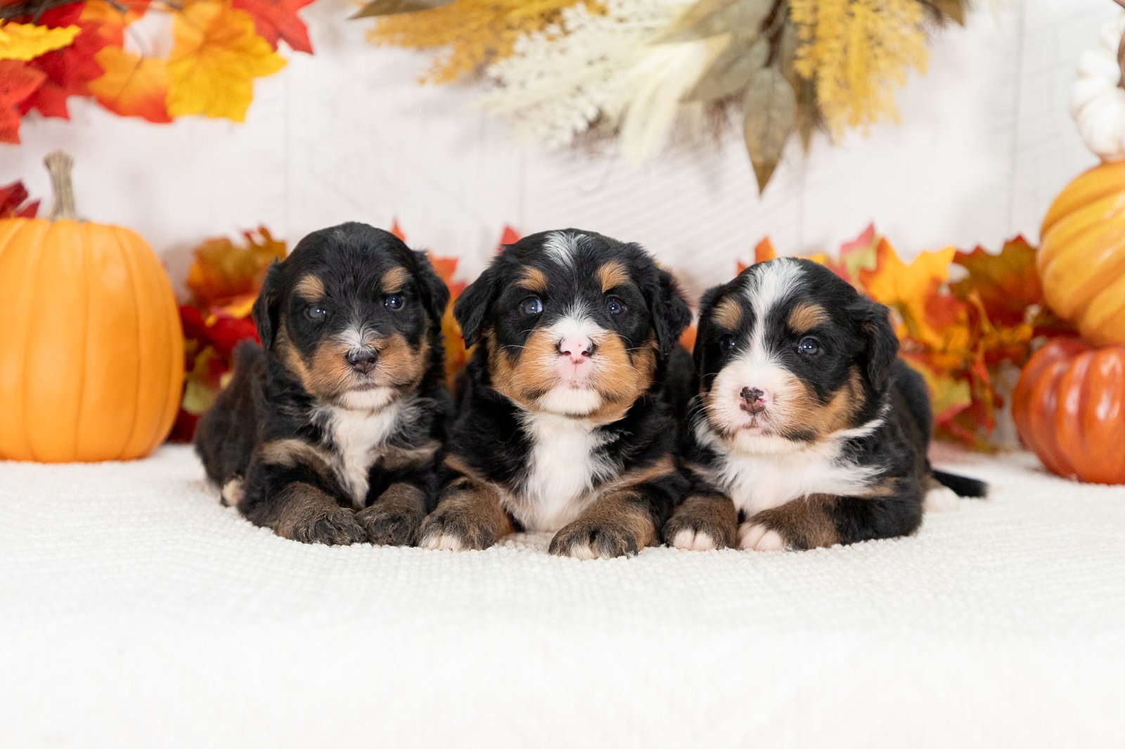 Male Ultra Bernedoodles Sasha And Teddys Litter 1