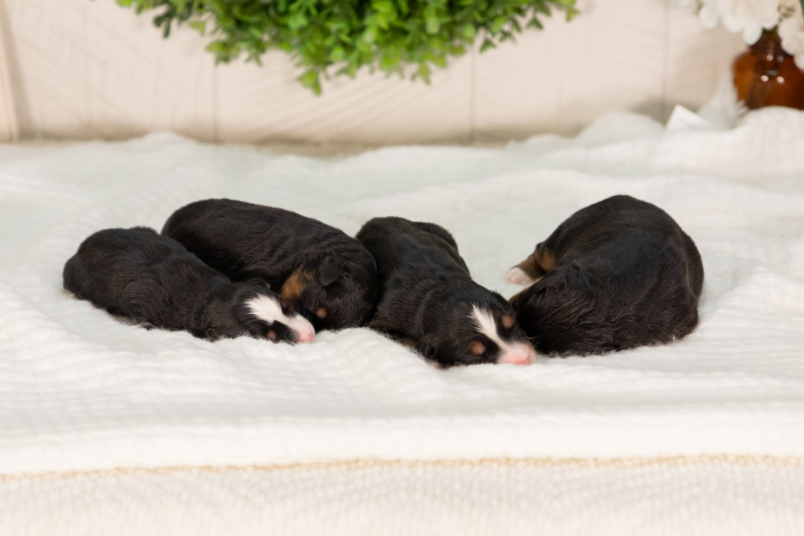 Male Ultra Bernedoodles Sasha And Teddys Litter 2