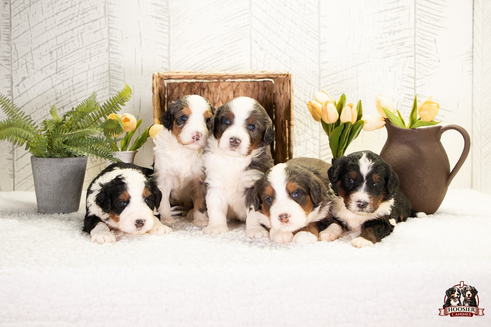 Males F1 Standard Bernedoodles Lexi And Knox 1