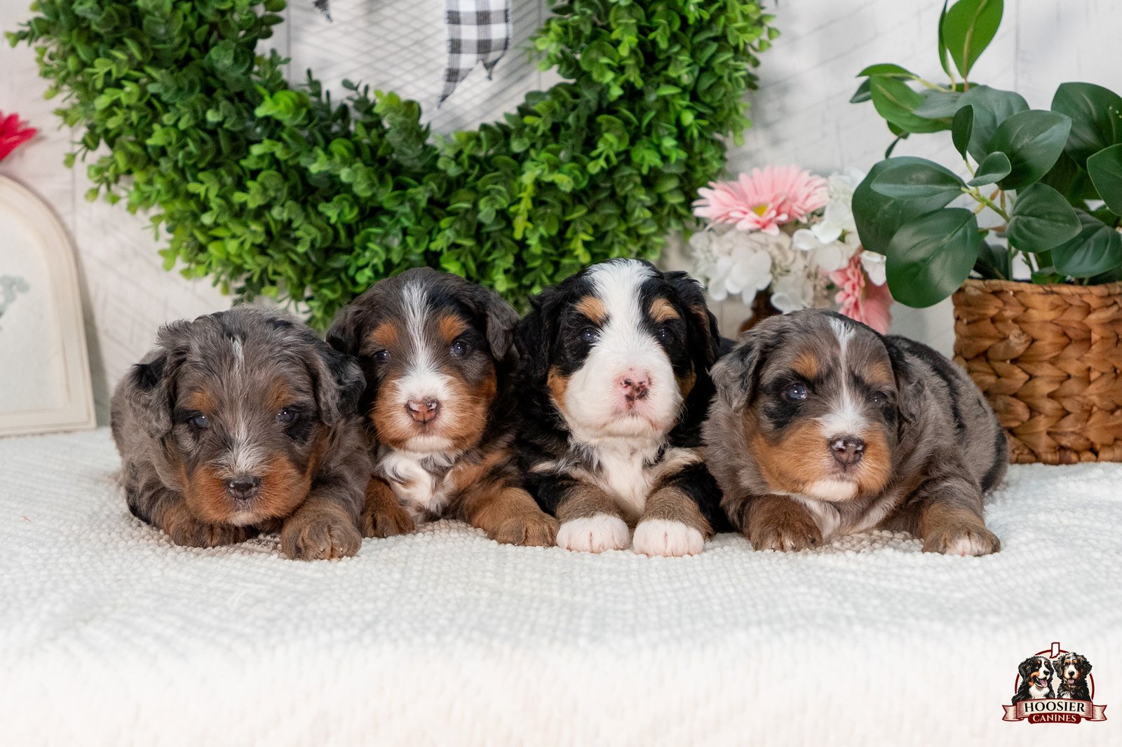 Males Multi Gen Mini Bernedoodles Penny And Teddys Litter 5