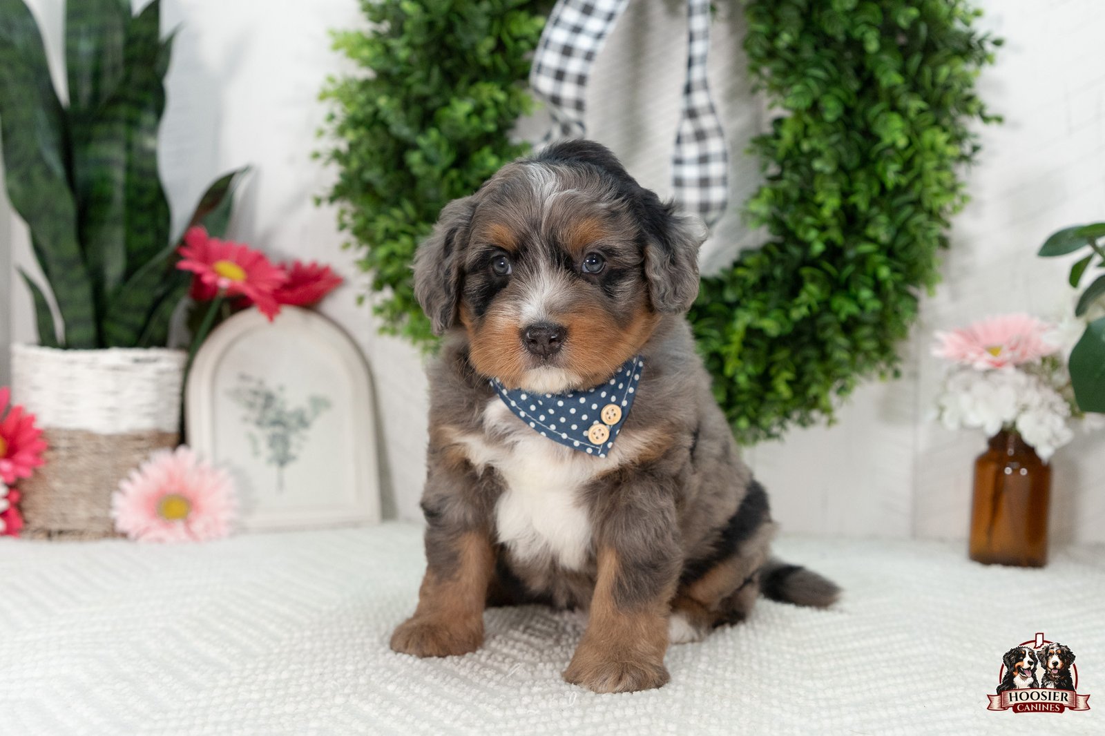 Multi Gen Mini Bernedoodle Puppy Ike