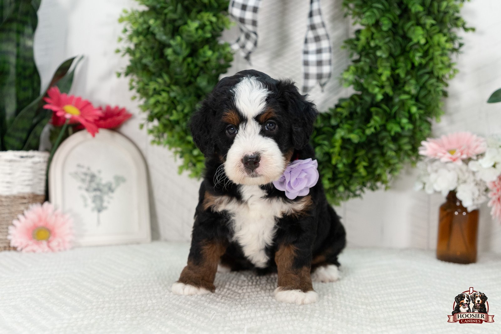 Multi Gen Mini Bernedoodle Puppy India