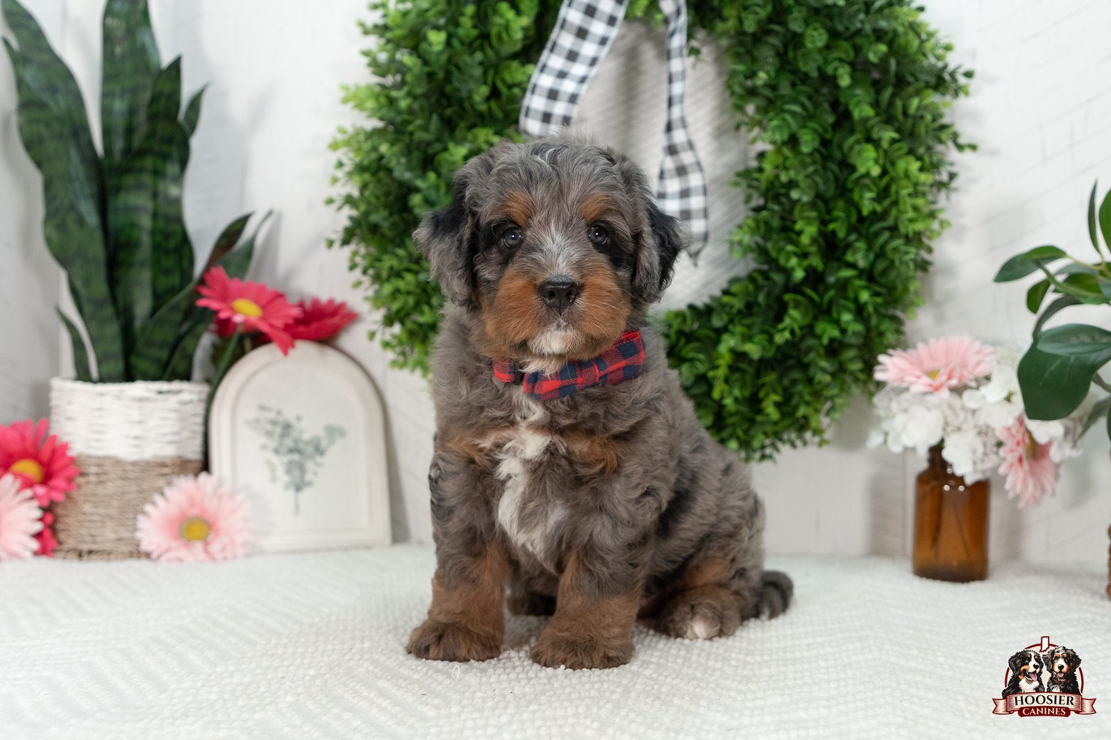 Multi Gen Mini Bernedoodle Puppy Isaac 2
