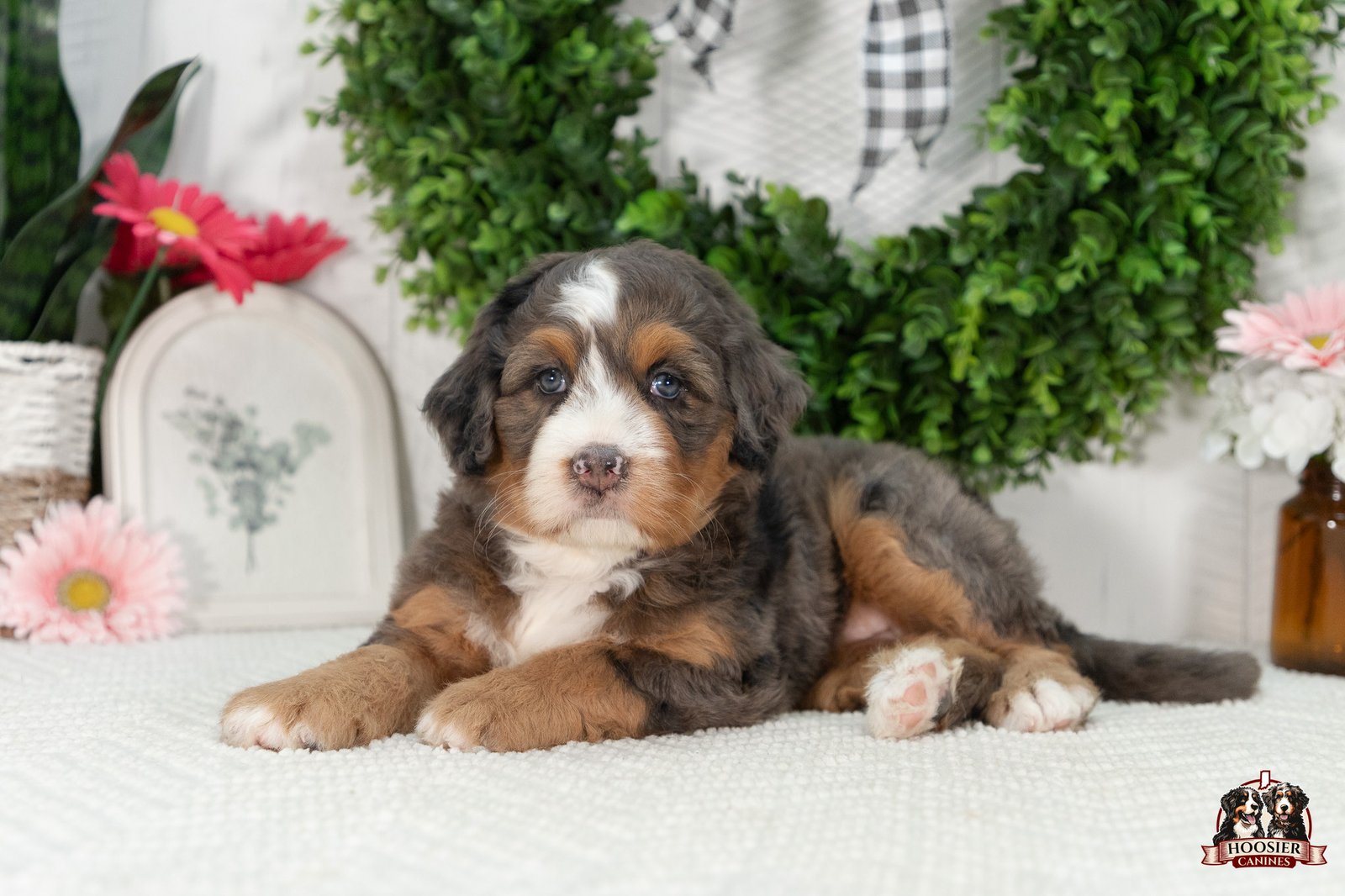 Multi Gen Mini Bernedoodle Puppy Isabella 2