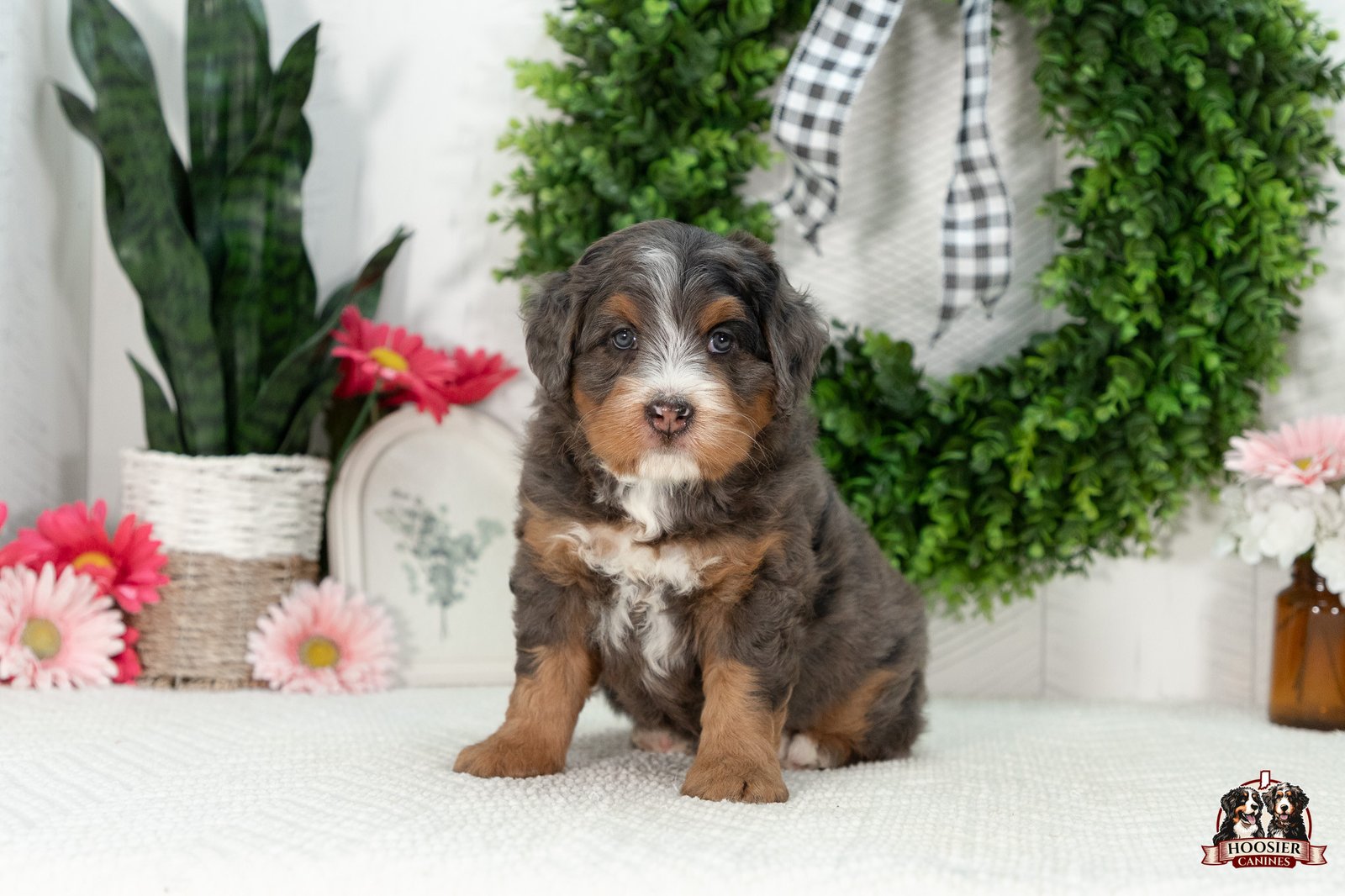 Multi Gen Mini Bernedoodle Puppy Isaiah 6