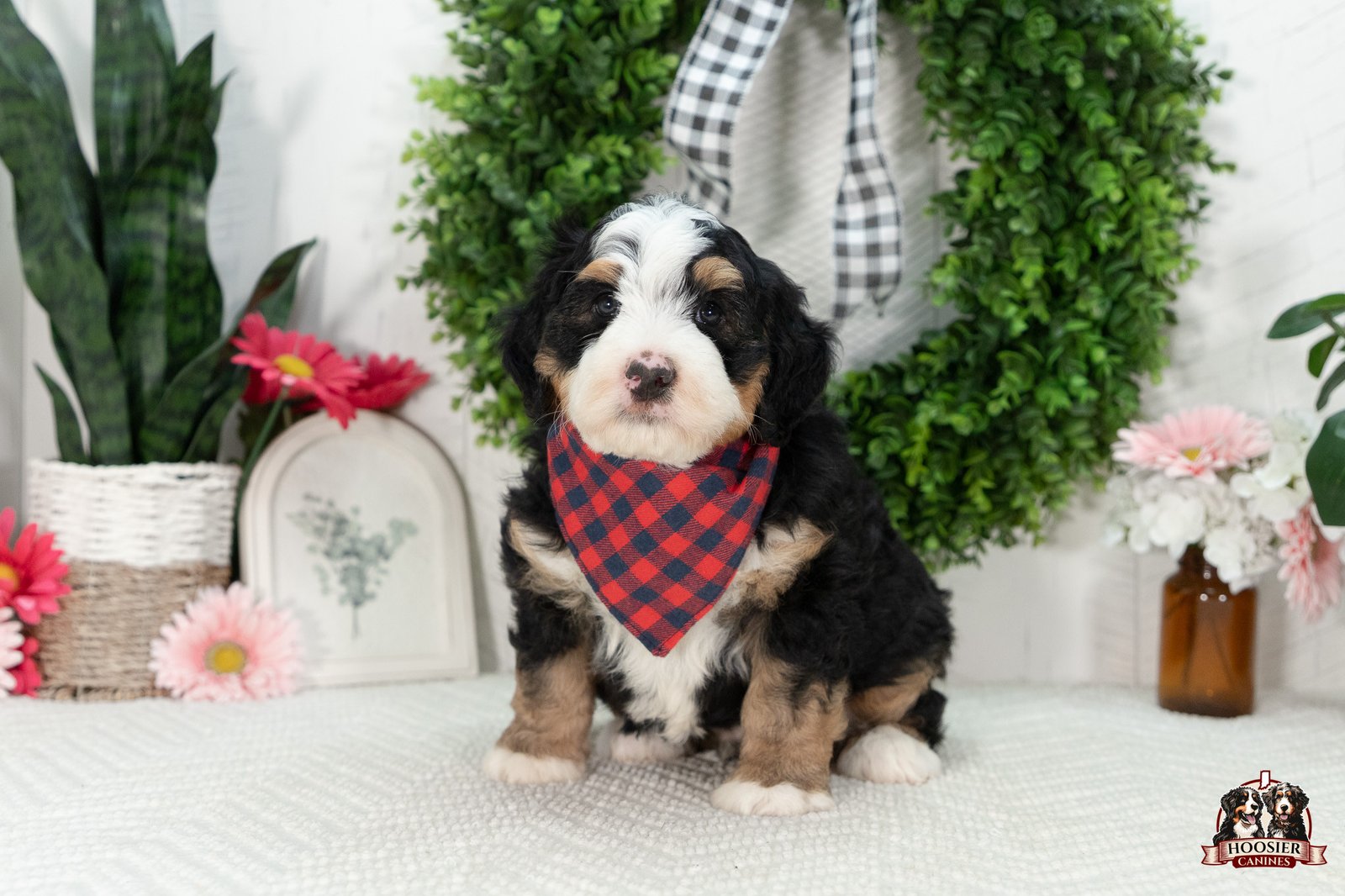 Multi Gen Mini Bernedoodle Puppy Ivan
