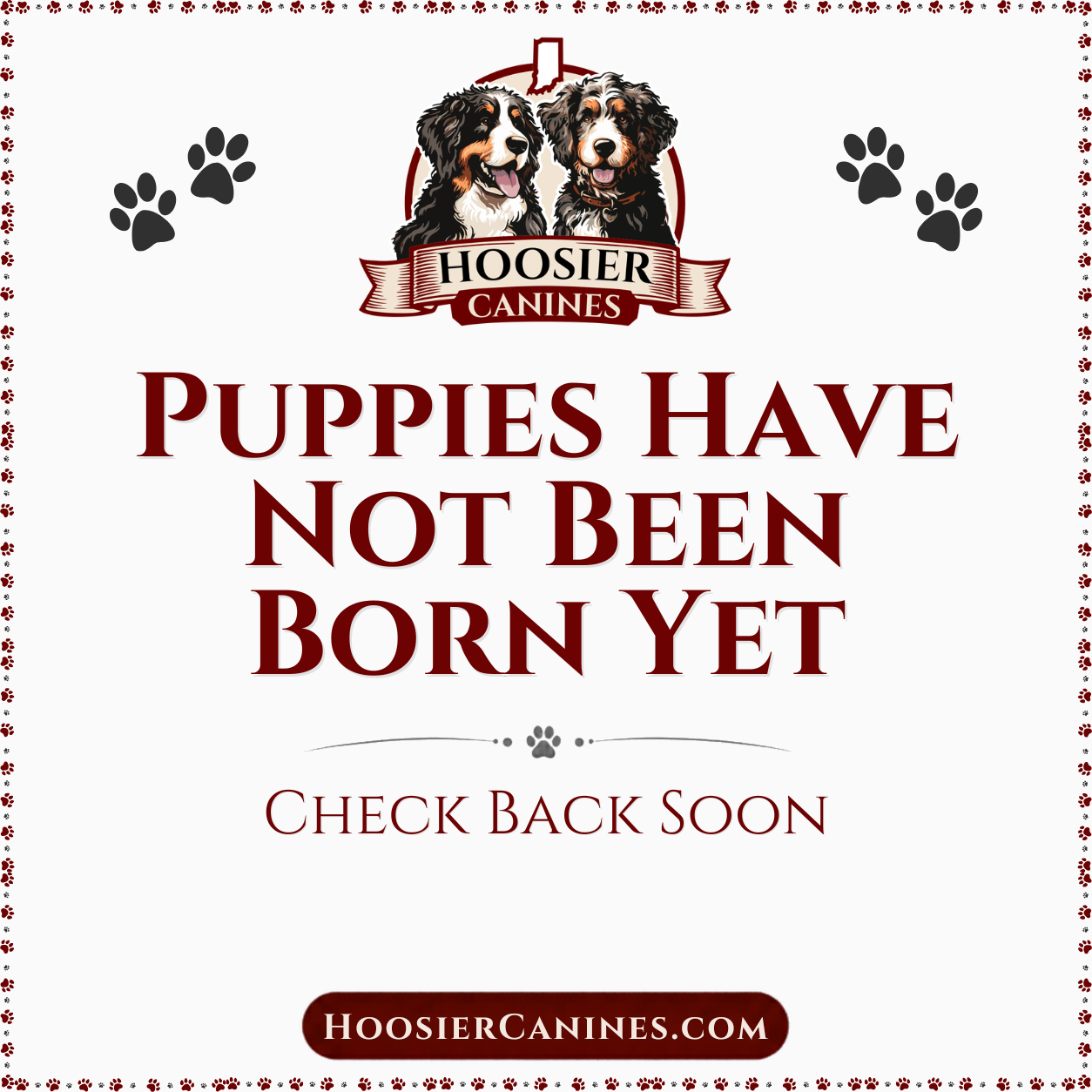 Puppies Have Not Been Born Yet, Please Check Back Soon.