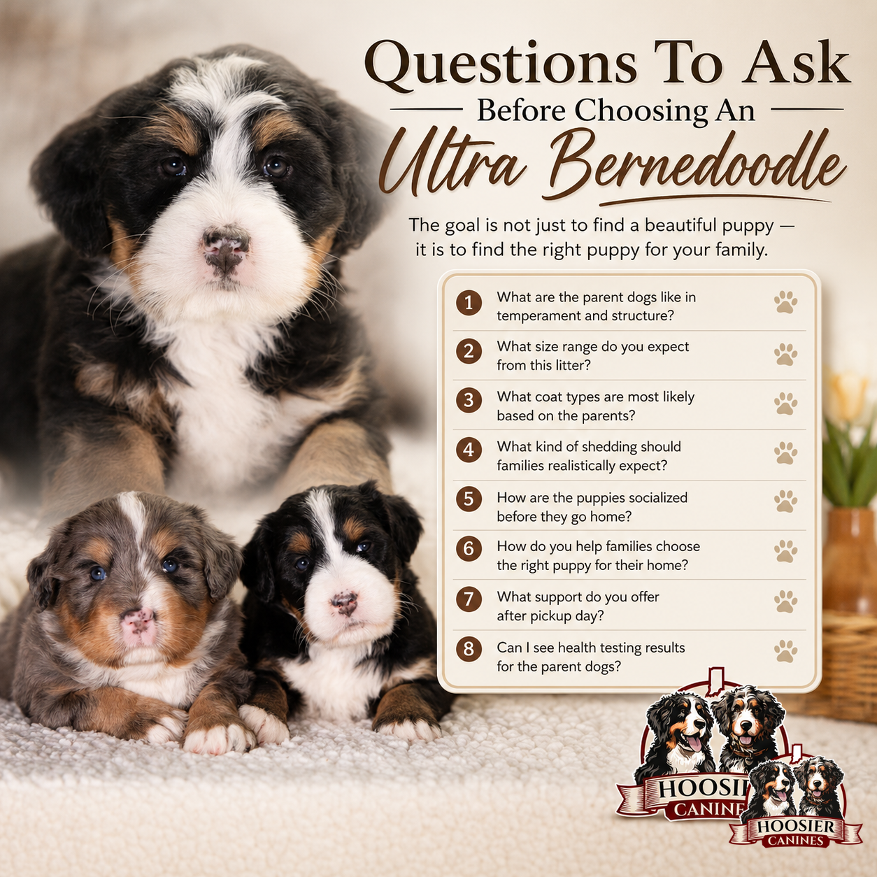 Bernedoodle Puppies For Sale In New York | Hoosier Canines 9 Ultra Bernedoodle Questions To Ask A Breeder.