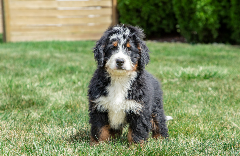 Adorable Bernedoodle puppies from Hoosier Canines enjoying their playtime in a spacious and safe outdoor area in Shipshewana, Indiana