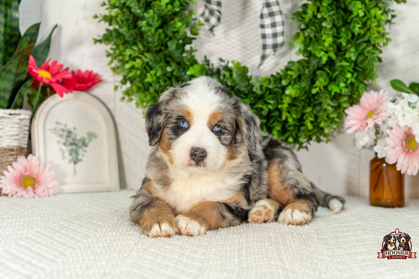 Ultra Bernedoodle Puppy Gavin 2 1
