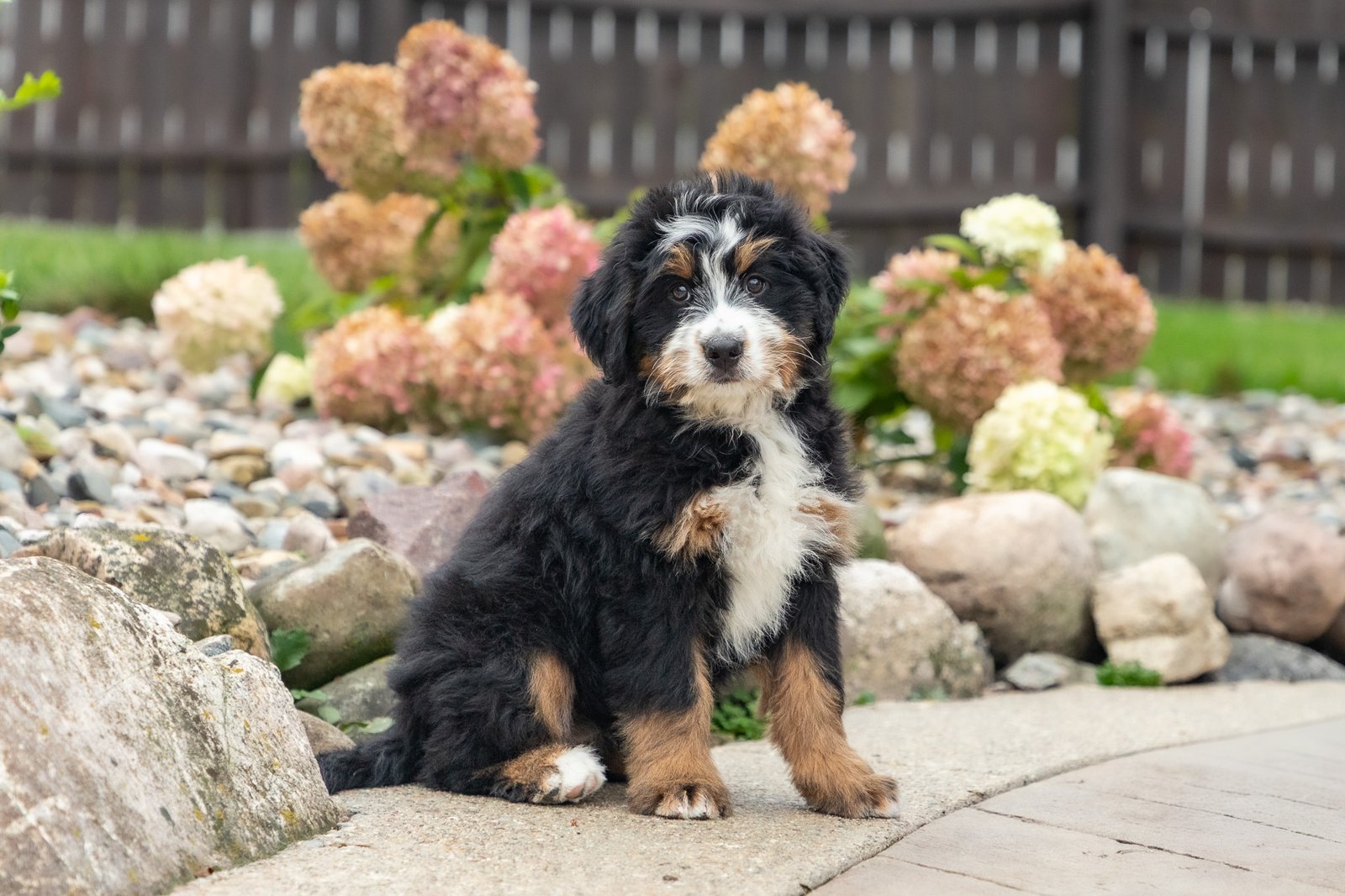 Ultra Bernedoodle Puppy Jackie 4
