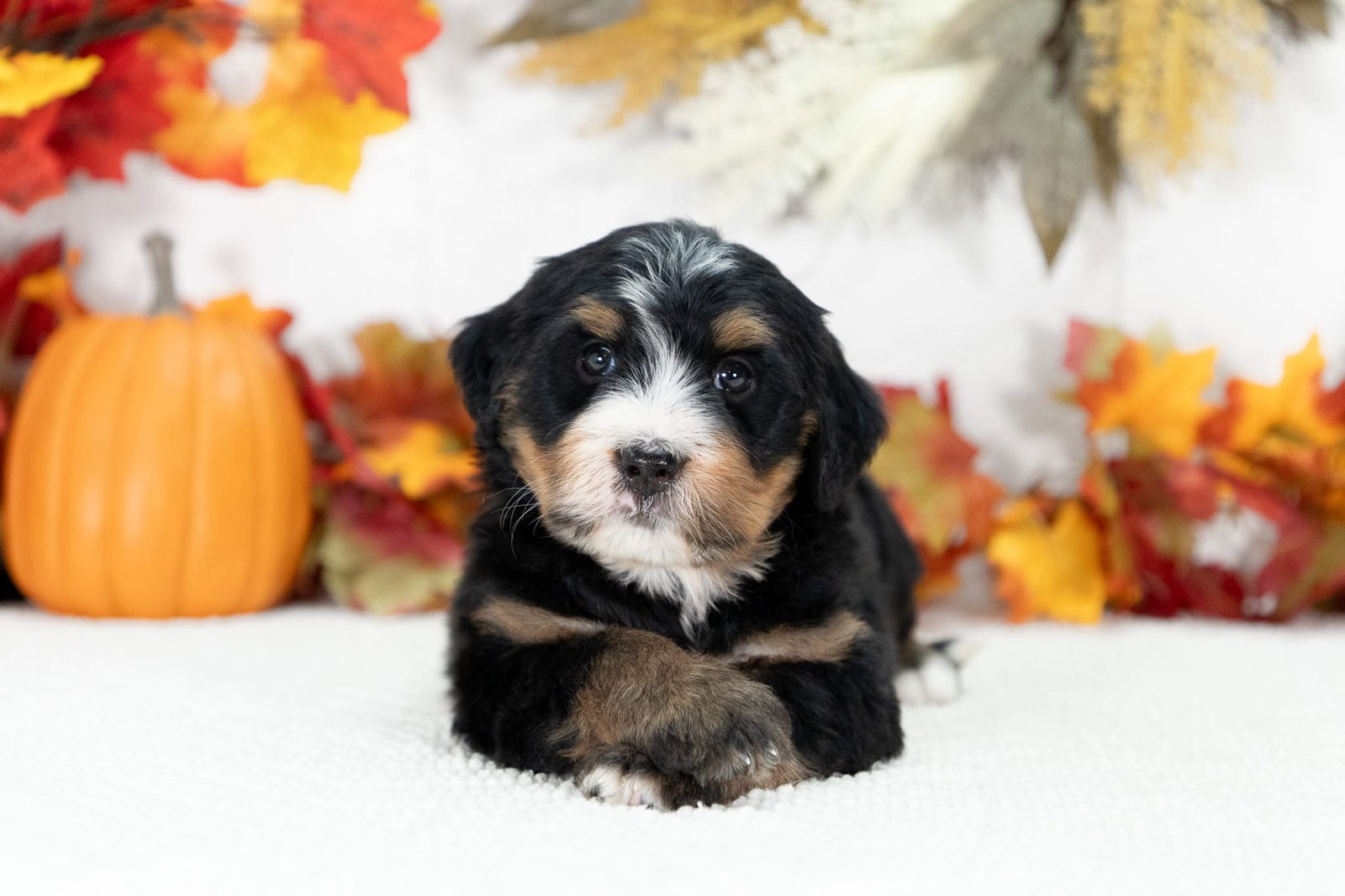 Ultra Bernedoodle Puppy Jenna 6