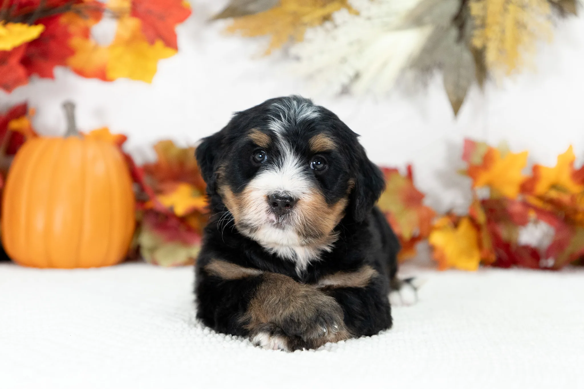 Ultra Bernedoodle Puppy Jenna 6