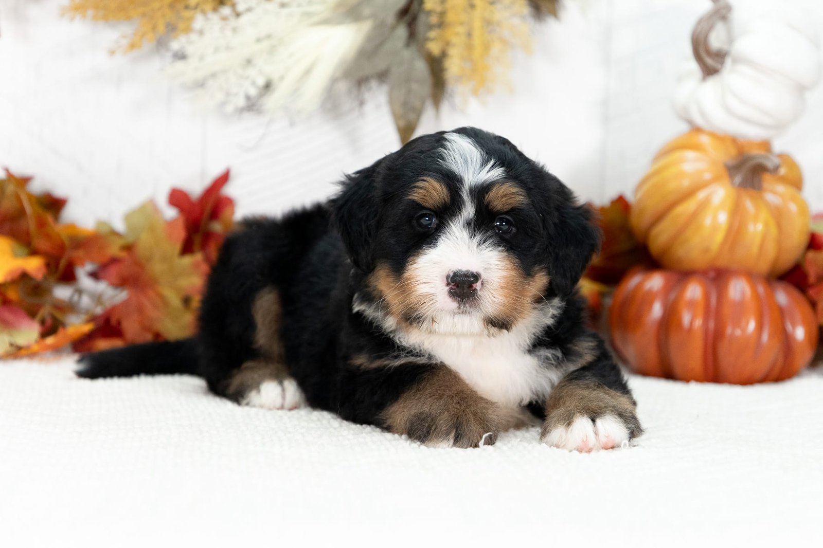 Ultra Bernedoodle Puppy Joey 3