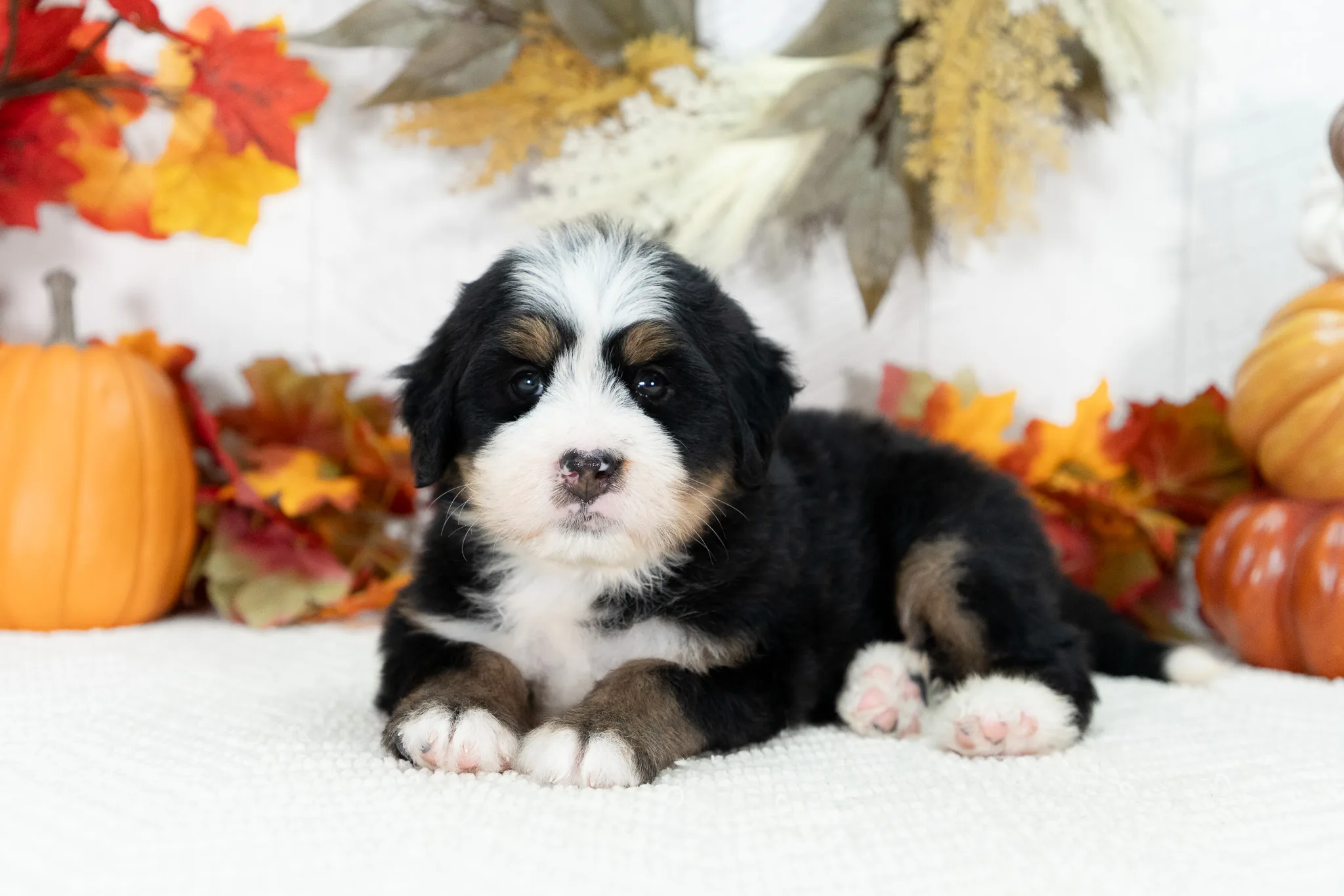 Ultra Bernedoodle Puppy Jojo 3