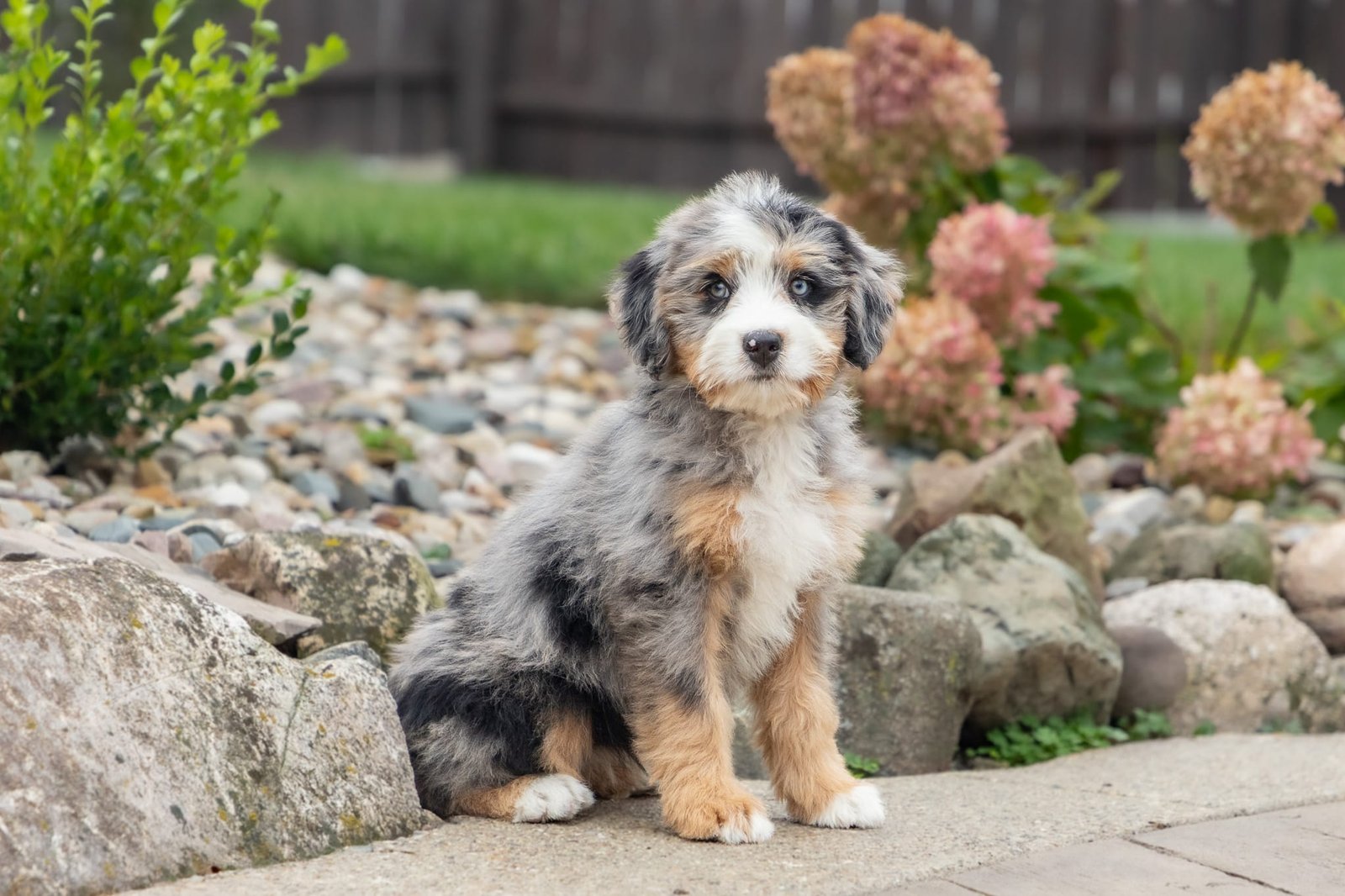 Ultra Bernedoodle Puppy Josie 4 1