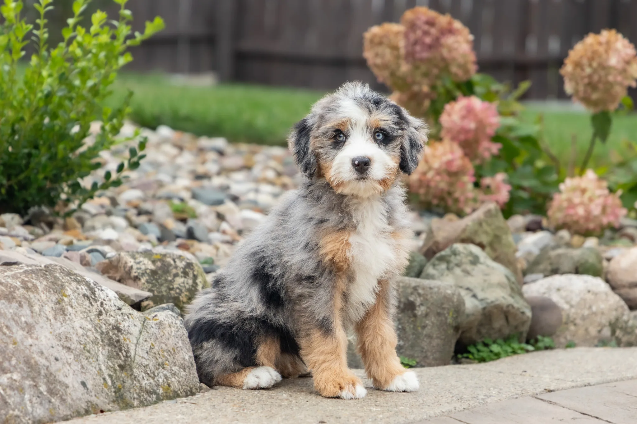 Ultra Bernedoodle Puppy Josie 4 1
