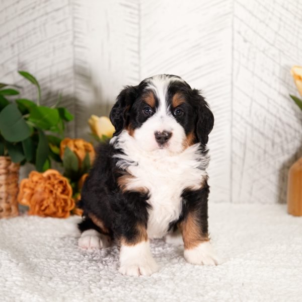 F1-Mini-Bernedoodle-Dawson-4