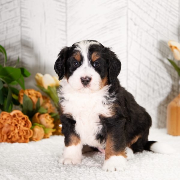 F1-Mini-Bernedoodle-Dawson-6