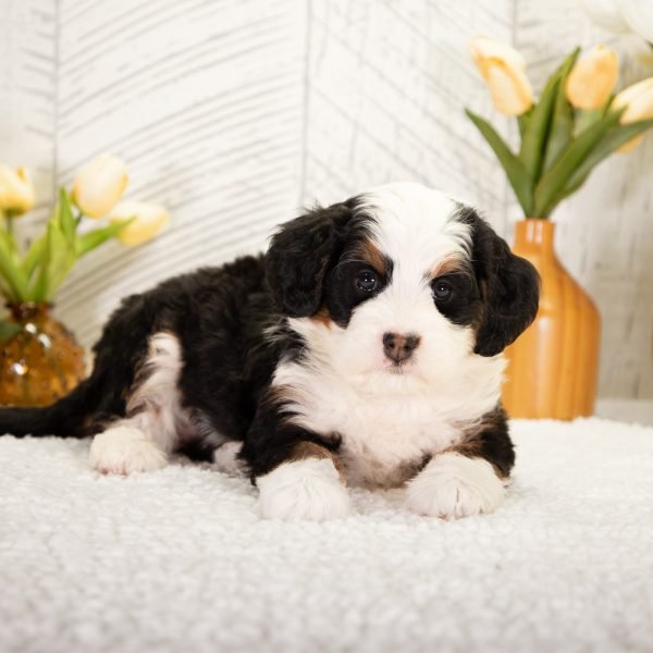 F1-Mini-Bernedoodle-Destiny-2 (1)