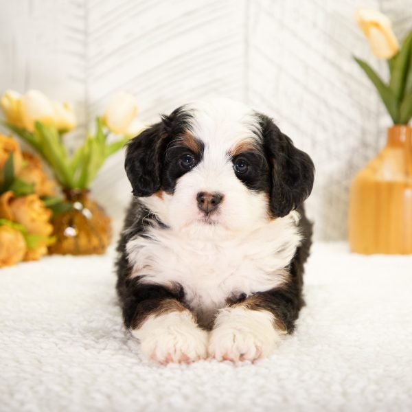 F1-Mini-Bernedoodle-Destiny-4 (1)