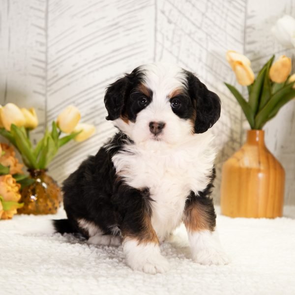 F1-Mini-Bernedoodle-Destiny-5