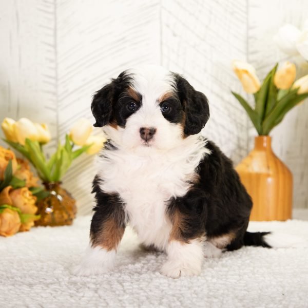 F1-Mini-Bernedoodle-Destiny-6