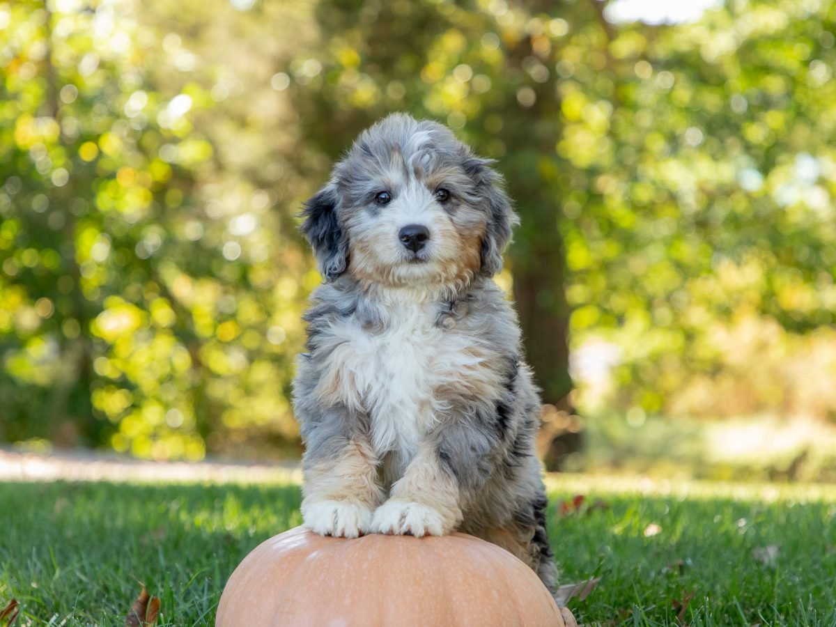 F1 Mini Bernedoodle With Gray And Brown Spots
