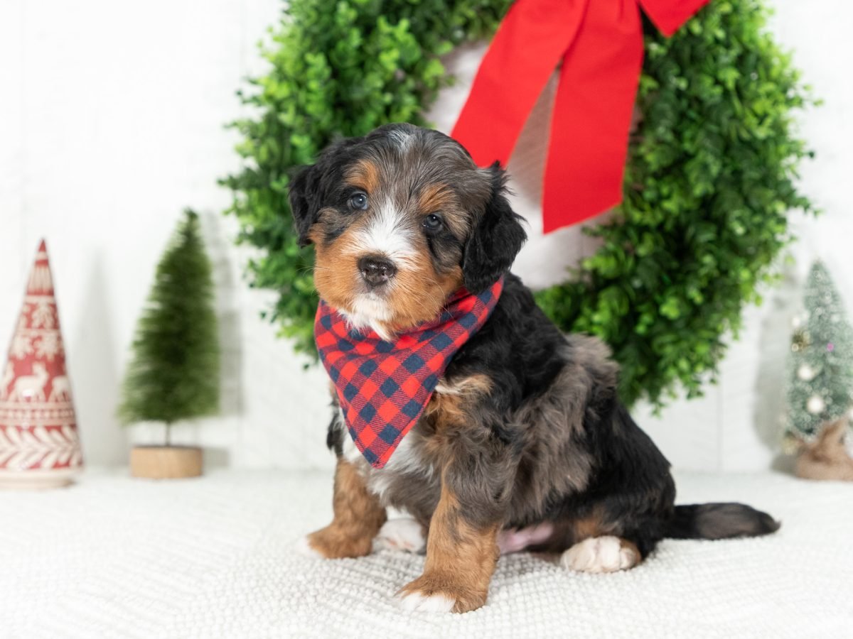 Multi-Gen-Mini-Bernedoodle-Puppy-Elijah-1