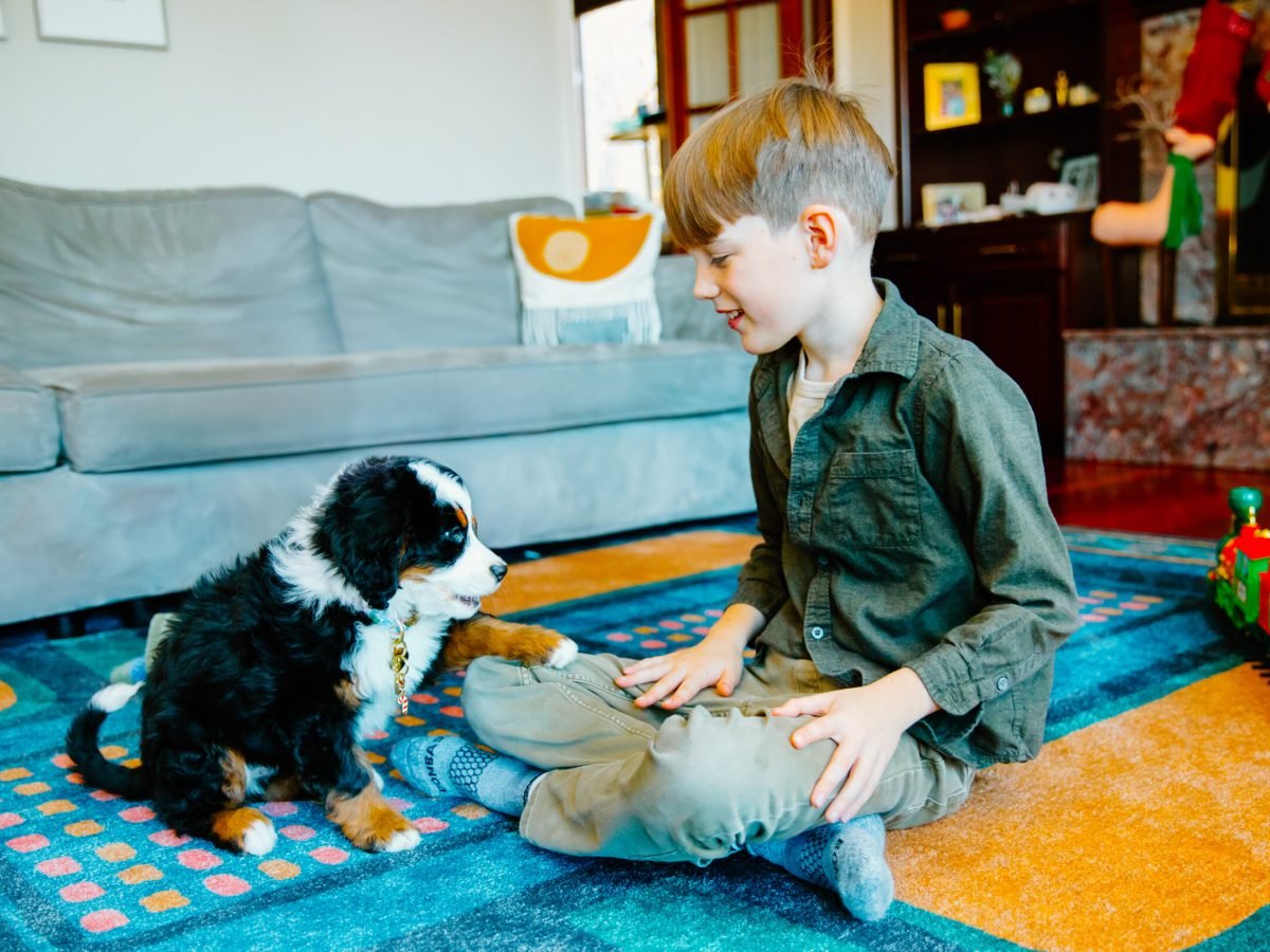 Ultra-Bernedoodle-Barbie (4)