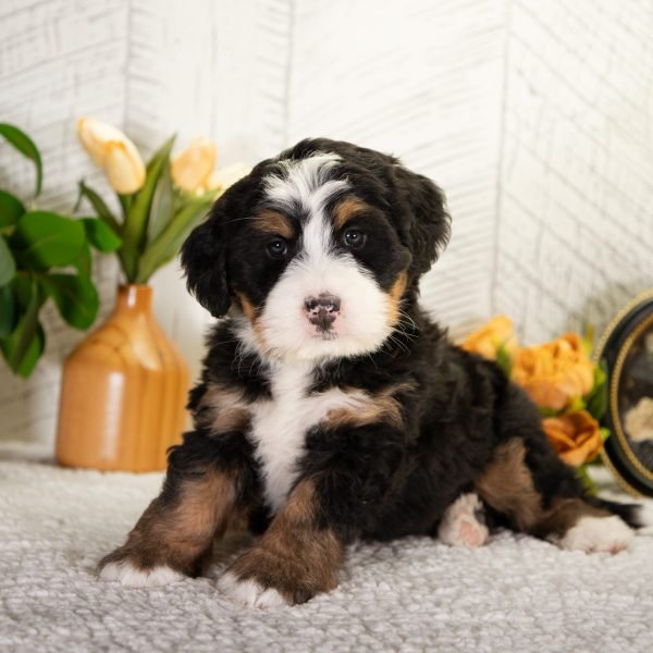 Ultra-Bernedoodle-Faith-1