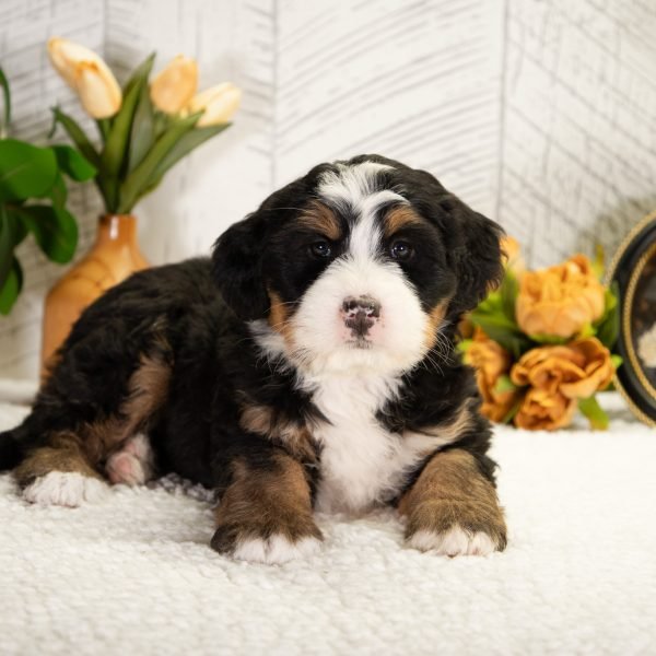 Ultra-Bernedoodle-Faith-2