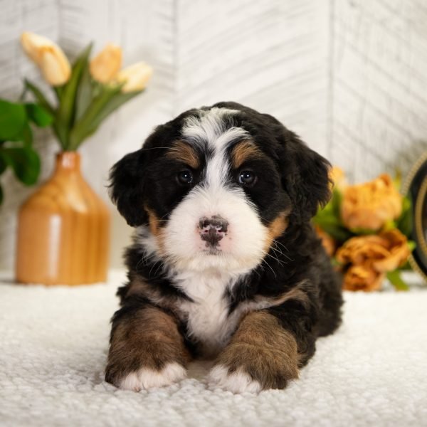 Ultra-Bernedoodle-Faith-6