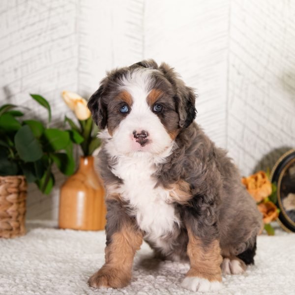 Ultra-Bernedoodle-FeeBee-2