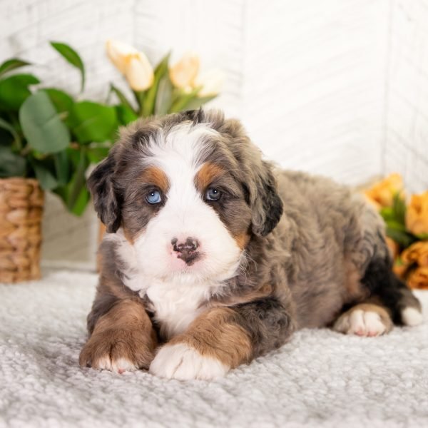 Ultra-Bernedoodle-FeeBee-3