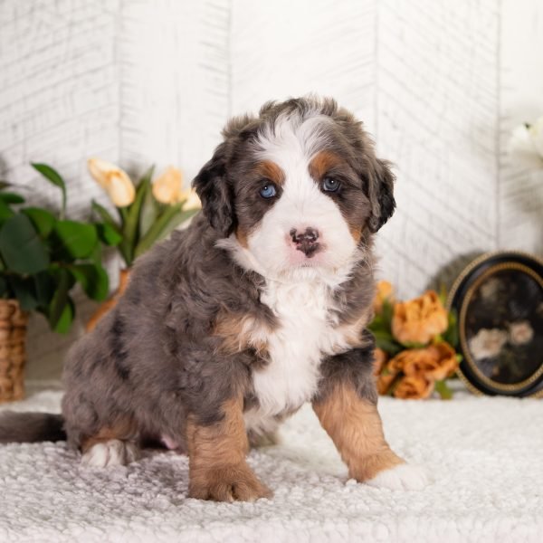 Ultra-Bernedoodle-FeeBee-4