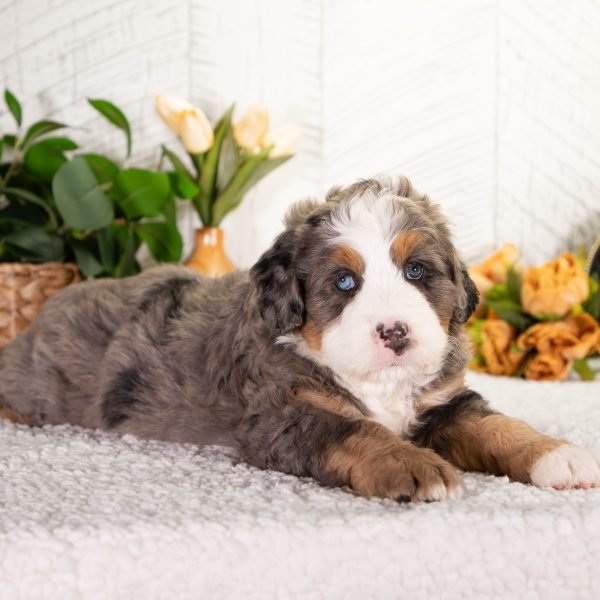 Ultra-Bernedoodle-FeeBee-5