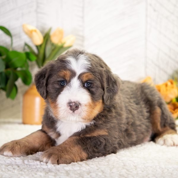 Ultra-Bernedoodle-Fido-1