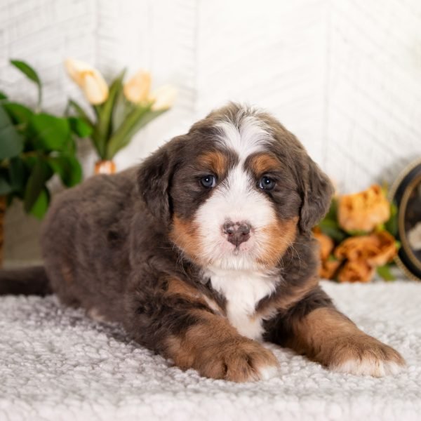 Ultra-Bernedoodle-Fido-2