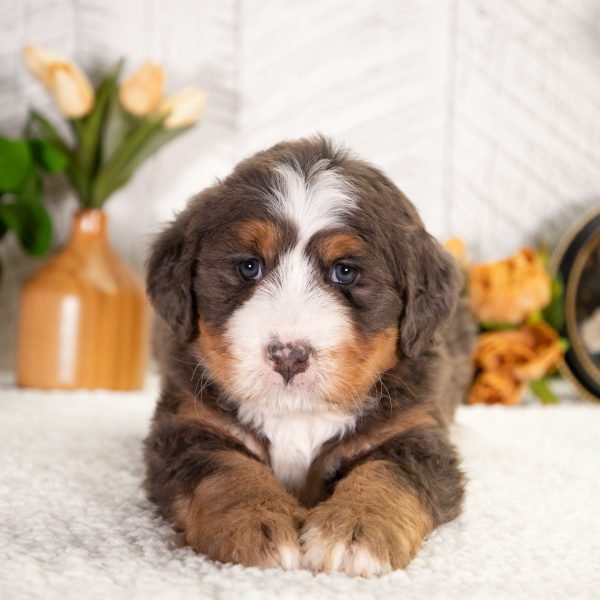 Ultra-Bernedoodle-Fido-3