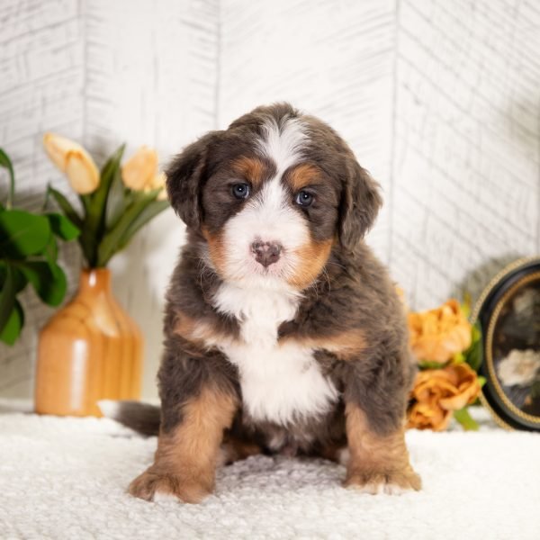 Ultra-Bernedoodle-Fido-6