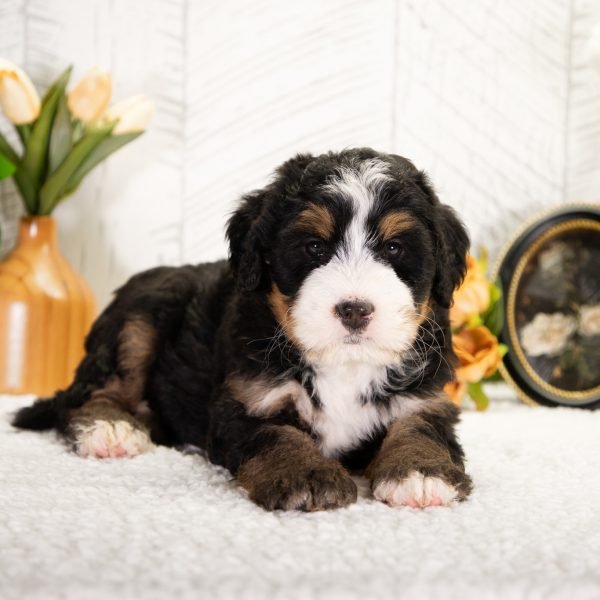 Ultra-Bernedoodle-Fifi-3