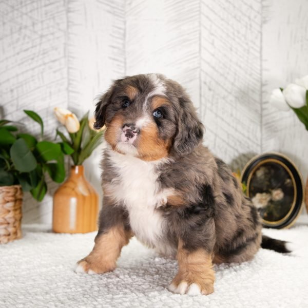 Ultra-Bernedoodle-Freddie-1