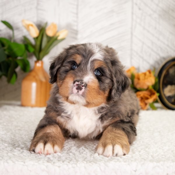 Ultra-Bernedoodle-Freddie-3