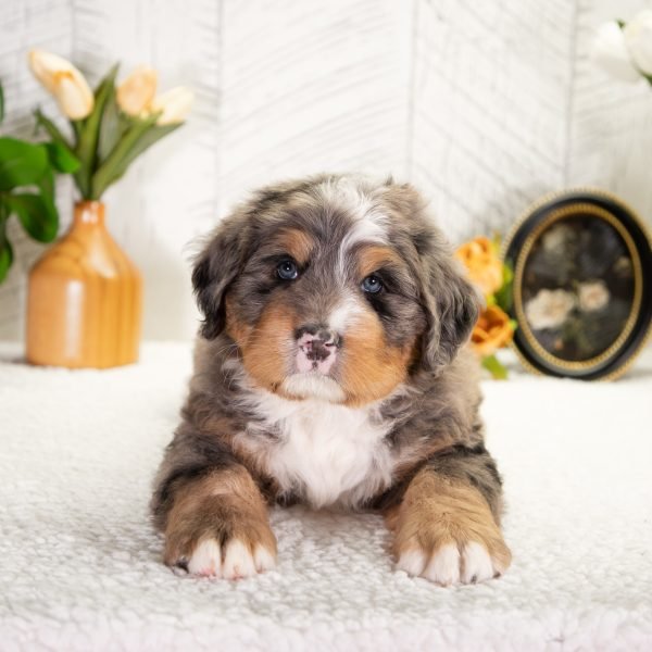 Ultra-Bernedoodle-Freddie-4