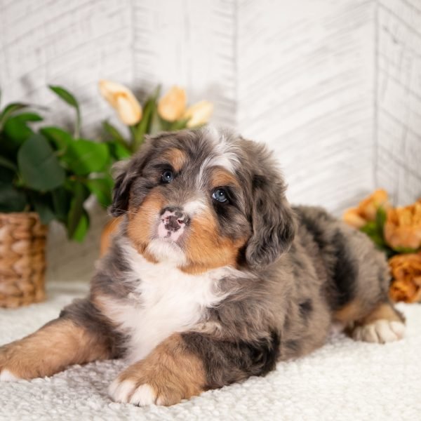 Ultra-Bernedoodle-Freddie-5