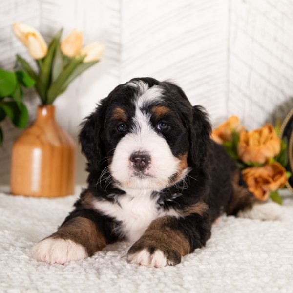Ultra-Bernedoodle-Frosty-1
