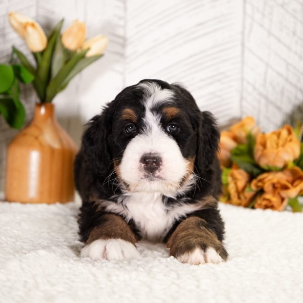 Ultra-Bernedoodle-Frosty-2