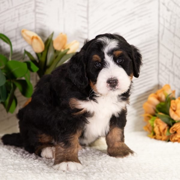 Ultra-Bernedoodle-Frosty-3