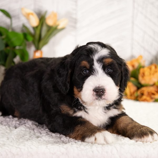Ultra-Bernedoodle-Frosty-4